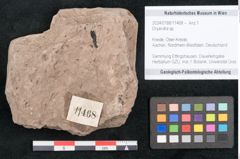 Foto (Objekt + Etikett) von Dryandra sp. (NHMW-GEO-2024-0188-11468)
